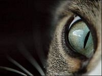 pic for Cat Eyes